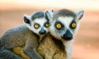 Ring-tailed lemurs in Madagascar, off the coast of Africa