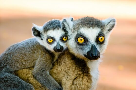 Ring-tailed lemurs in Madagascar, off the coast of Africa