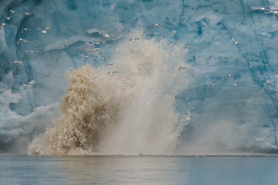 At-risk kittiwake take flight as a glacier calves in the Barents Sea, Norway