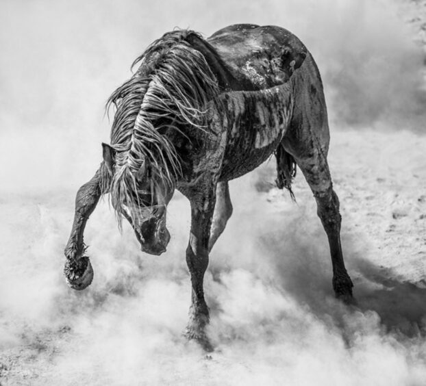 A wild mustang stallion kicks up a dust storm in northwestern Colorado.
