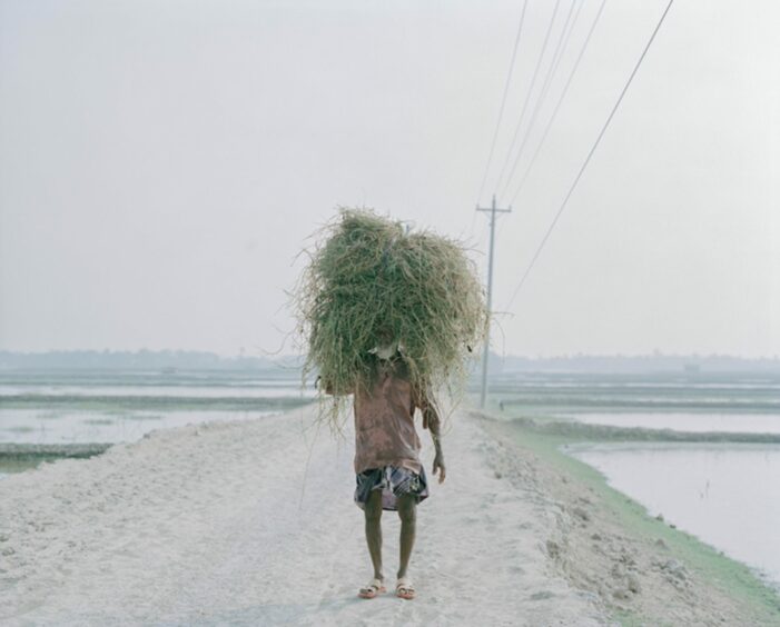 Living in the Transition: A man carries a large quantity of straw on his head in Gabura Union, Bangladesh.