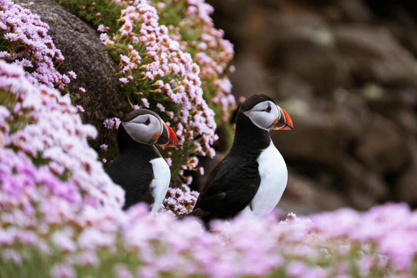 Treshnish Isles