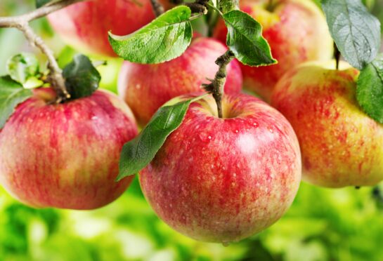 Delicious red apples can be grown in even the most compact of gardens