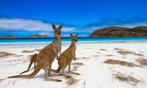 Kangaroos, at Lucky Bay in Western Australia, are a national emblem but millions are slaughtered every year for their meat and pelts, while the koala is also in peril