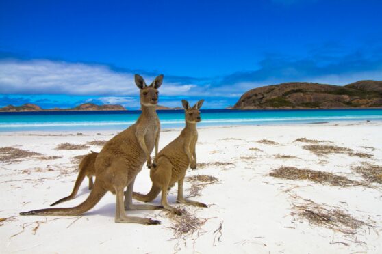 Kangaroos, at Lucky Bay in Western Australia, are a national emblem but millions are slaughtered every year for their meat and pelts, while the koala is also in peril