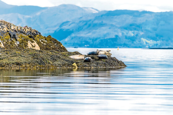 A view of seals basking on an islet in the Firth of Lorn near to Oban, Scotland on a summers day; Shutterstock ID 1997286455; purchase_order: ; job:
