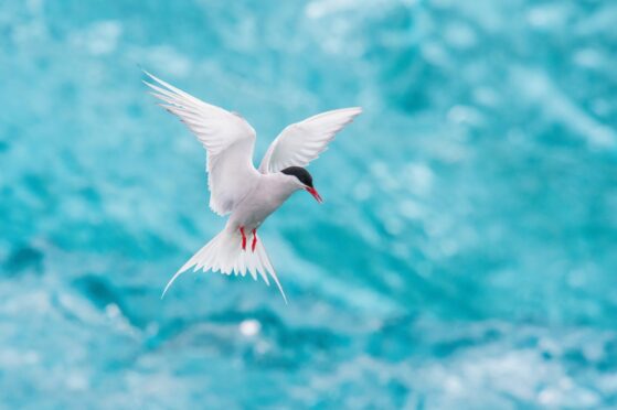 An Arctic tern hovers in the air as it defends its nest from anyone silly enough to get too close