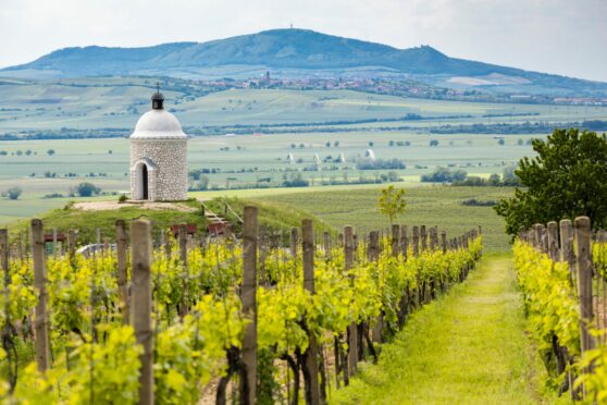 Vineyards, Palava region, South Moravia, Czech Republic.