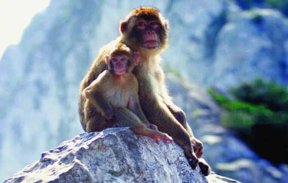 Barbary macaques rest in the sunshine