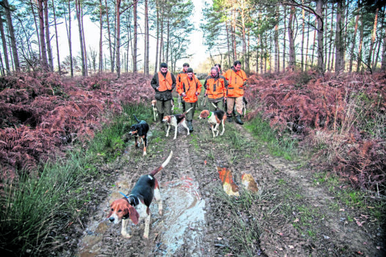 Men hunt wild boar with dogs in the woods of Prissac, France