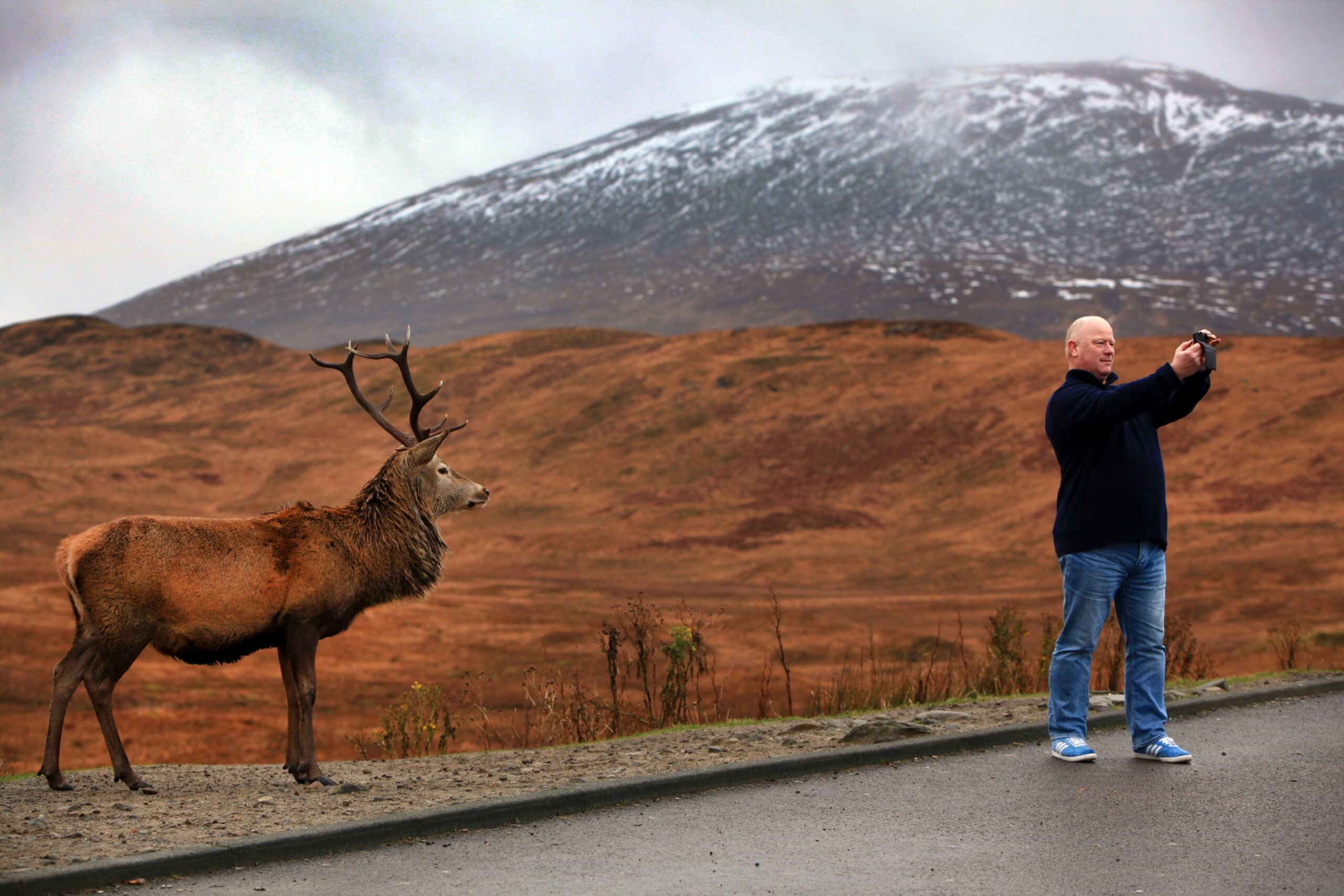A tourist takes a selfie with a red deer in a carpark near Glencoe