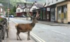 Monarch of the high street as a stag feels so at home he wanders into the centre of Kinlochleven