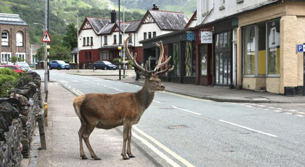 Monarch of the high street as a stag feels so at home he wanders into the centre of Kinlochleven