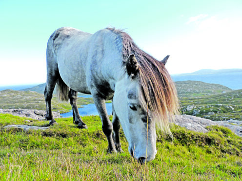 An Eriskay pony