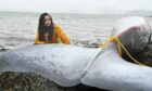 Ella Al-Shamahi examines the whale that beached at Dalgety Bay in November last year