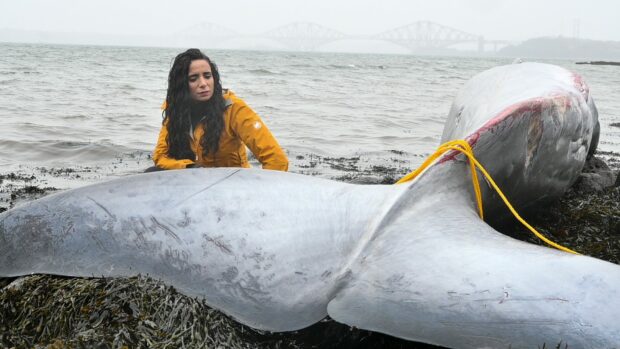 Ella Al-Shamahi examines the whale that beached at Dalgety Bay in November last year