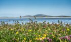Wild flowers in the machair field on Isle of North Uist, Outer Hebrides, Scotland, with stormy sea in the background