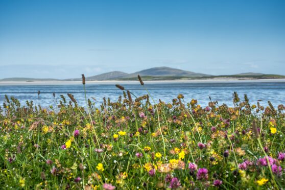 Wild flowers in the machair field on Isle of North Uist, Outer Hebrides, Scotland, with stormy sea in the background