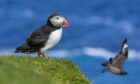 A puffin and great skua nest on Fair Isle