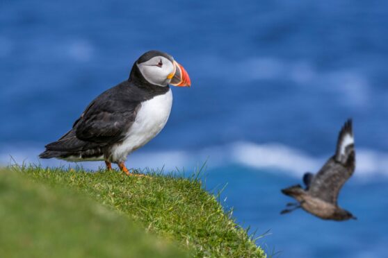 A puffin and great skua nest on Fair Isle