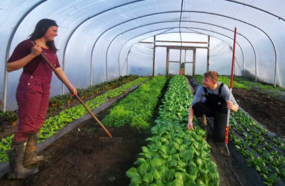 Farmer and chef Nat Dixon and Bryde Marshall tend to the organic vegetables in the popular Falkland Kitchen Garden which supplies a range of eateries