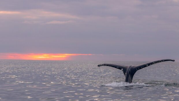 A humpback whale dives in the Atlantic Ocean off Iceland (Pic: Shutterstock / Rui  Duarte)