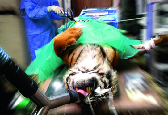 Romain Pizzi operates on a tiger but, he says, the hours of anaesthesia are interspersed with moments of sheer terror, fearing the patient will wake up,