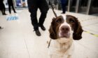 Drug dog Hamish and his handler on duty during police County Lines operation at Aberdeen train station