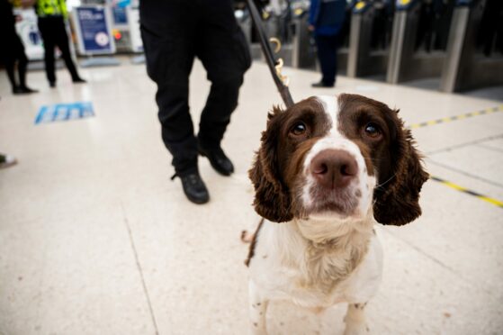 Drug dog Hamish and his handler on duty during police County Lines operation at Aberdeen train station