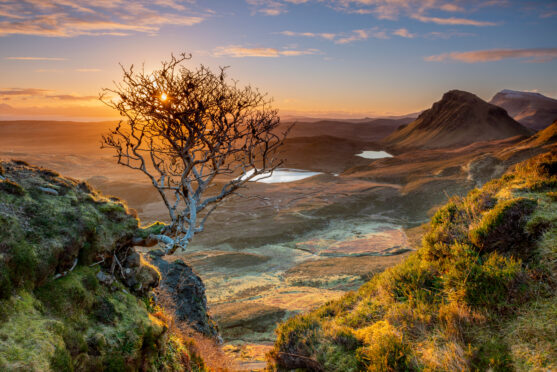 A lonely but hardy tree at sunset in Quiraing, Isle of Skye