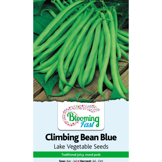Climbing Bean Blue seeds