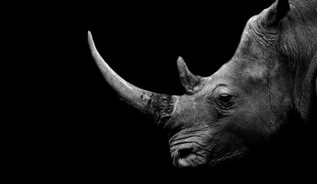 Poachers hunt rhino for their horn, which is then shipped to markets in Asia.