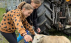 Marie and Ava meet one of the sheep kept at the Cwmberach Uchaf Farm