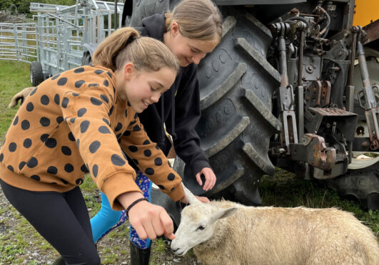 Marie and Ava meet one of the sheep kept at the Cwmberach Uchaf Farm