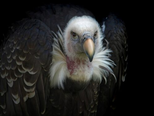 The poisoning of vultures caused a public health crisis in India.
