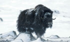 A musk ox searches the icy wastes looking for food, but it can become prey for bears.