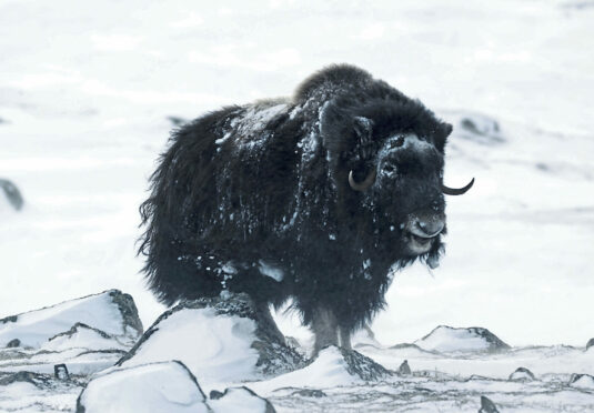 A musk ox searches the icy wastes looking for food, but it can become prey for bears.