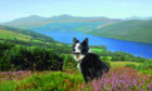 Collie Pippin overlooking Loch Tay.