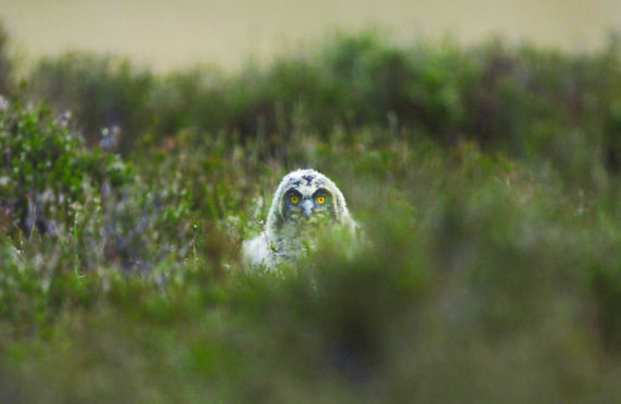 A short-eared owl chick peers out from its ground next in the Borders