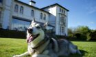 The Falcondale dog-friendly hotel.