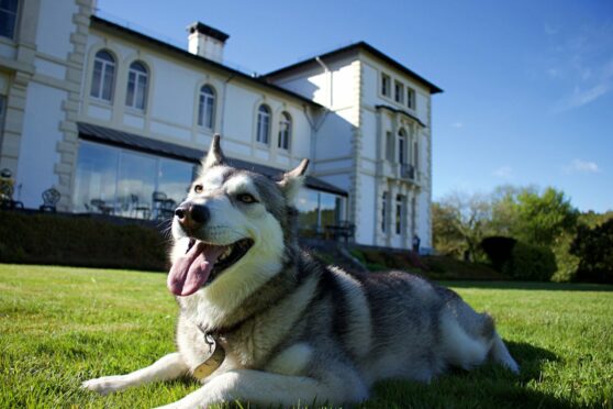 The Falcondale dog-friendly hotel.