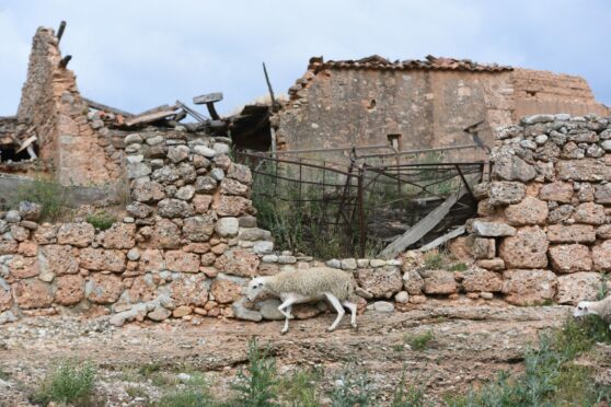 A sheep wanders around the ruins of an abandoned home in Cabreriza, a ghost village in the Spanish region of Soria