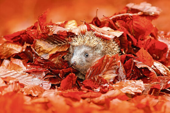 Autumn orange leaves with hedgehog.