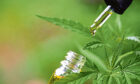 CBD hemp oil, Hand holding bottle of Cannabis oil in pipette ; Shutterstock ID 1478305652; purchase_order: 13.11.22 SPost; job: Health