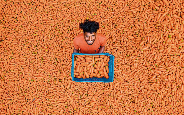 A harvest worker with a box of carrots in Sirajganj, Bangladesh.