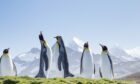 King penguins bask in the sunshine on South Georgia, where renowned explorer Sir Ernest Shackleton is also buried.