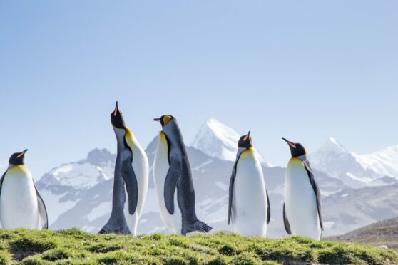 King penguins bask in the sunshine on South Georgia, where renowned explorer Sir Ernest Shackleton is also buried.