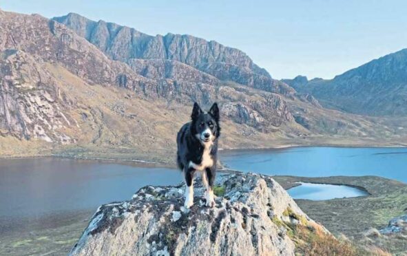 Ralph the Collie.