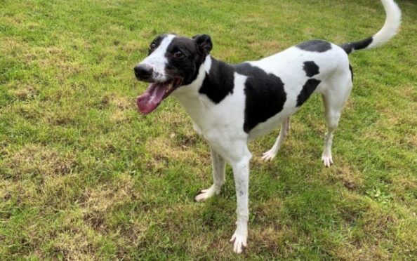 Smurf the lurcher.