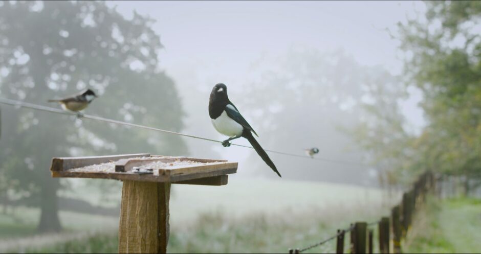 An amplified fence that the birds can perch on and play